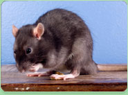 rat control Woodside Park